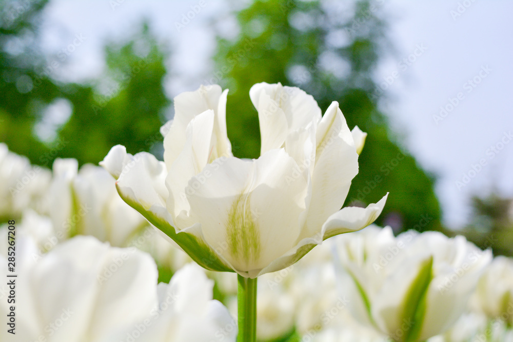 Obraz premium Blooming white tulips in summer garden. Beautiful spring and summer background