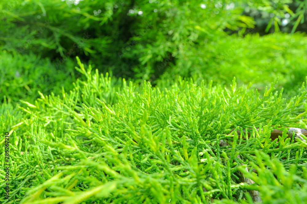 Closeup of green leaves of Thuja as nature background or wallpaper texture Closeup of green leaves of Thuja as nature background or wallpaper texture