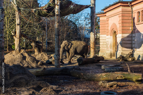 Elephants at the Wroclaw Zoo. Poland