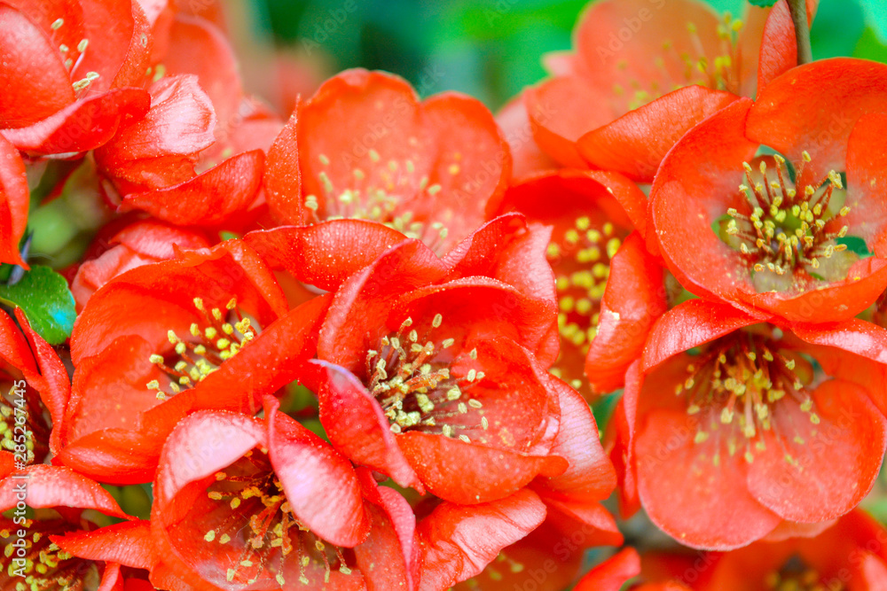 Close up of red flowers on bush branch. Blooming bush with green leaves and red Close up of red flowers on bush branch. Blooming bush with green leaves and red