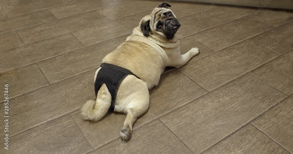 Female pug dog in heat, wearing diapers. Estrus, menstruation cycle.  Turning from behind and looking at the camera, lying on the floor Stock  Video | Adobe Stock
