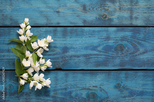 Simple spring border with flowering jasmine twigs on blue wooden background - text space