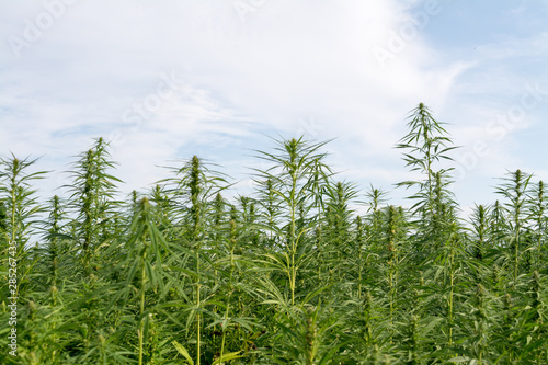 canabis on marijuana field ganja farm sativa leaf weed medical hemp hash plantation cannabis legal or illegal drug