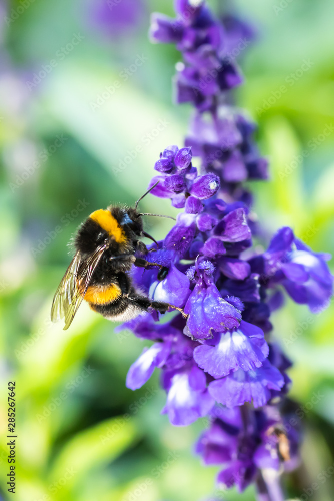 Close-up of bumblebee collecting pollen from a blue salvia officinalis flower at summer Close-up of bumblebee collecting pollen from a blue salvia officinalis flower at summer
