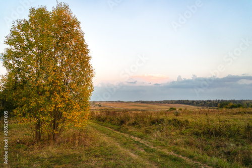 Fall landscape of a field, road, and lonely tree