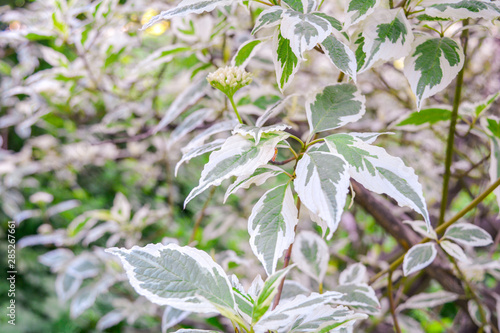 Ddecorative garden shrub branches with green and white bicolored leaves