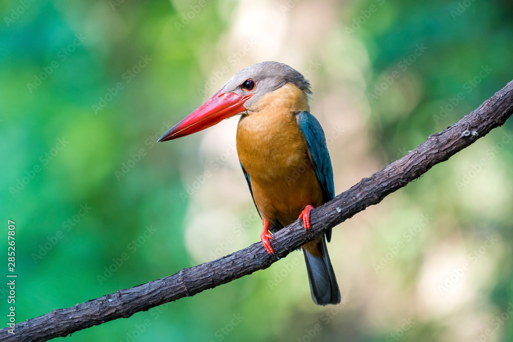 Fototapeta premium Stork-billed Kingfisher perching on branch of tree