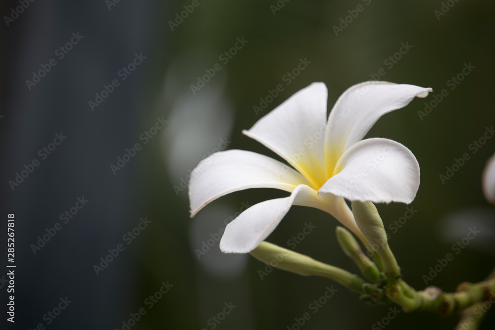 White Plumeria flowers are blooming on the tree White Plumeria flowers are blooming on the tree