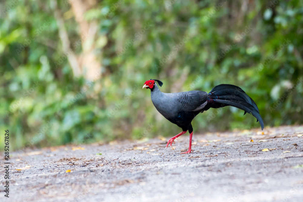 Siamese Fireback (Lophura diardi), Thailand's National Bird Siamese Fireback (Lophura diardi), Thailand's National Bird
