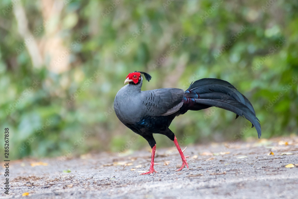 Fototapeta premium Siamese Fireback (Lophura diardi), Thailand's National Bird