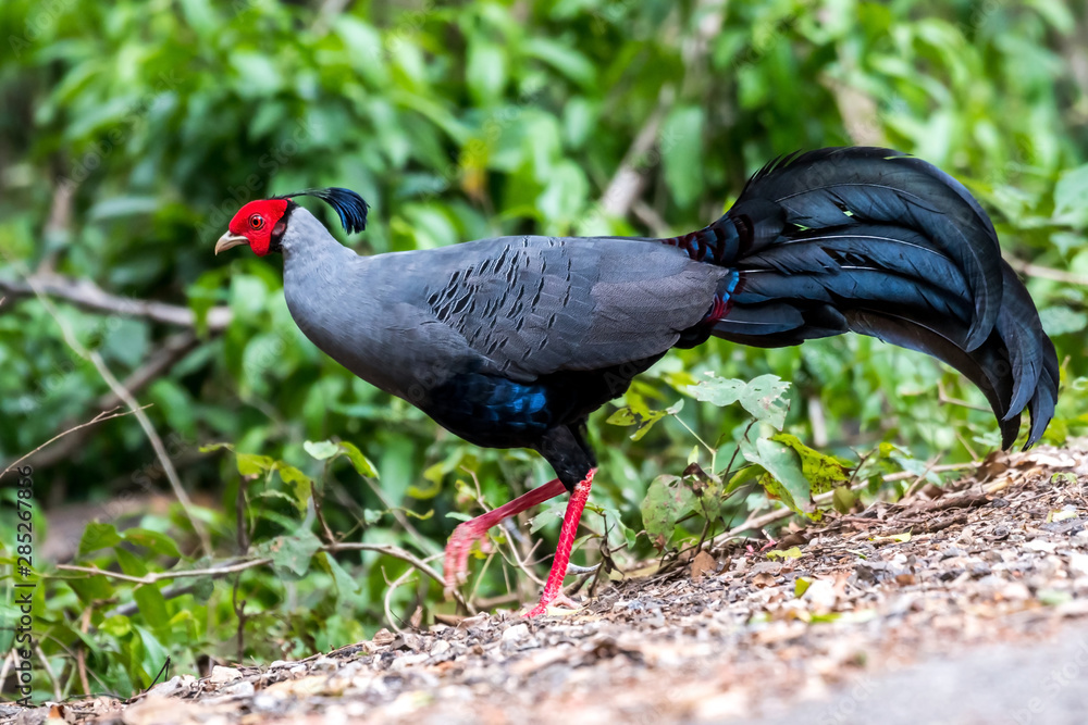 Siamese Fireback (Lophura diardi), Thailand's National Bird Siamese Fireback (Lophura diardi), Thailand's National Bird