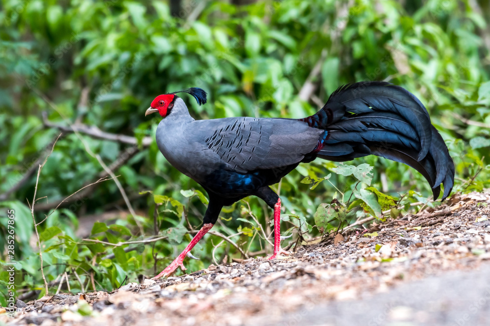 Siamese Fireback (Lophura diardi), Thailand's National Bird Siamese Fireback (Lophura diardi), Thailand's National Bird