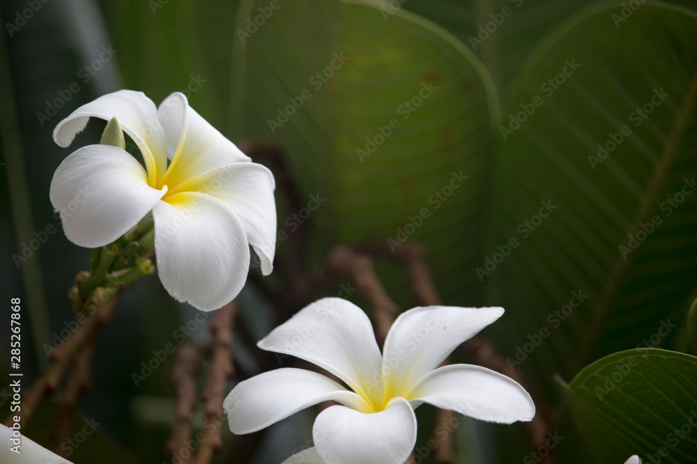 Fototapeta premium White Plumeria flowers are blooming on the tree