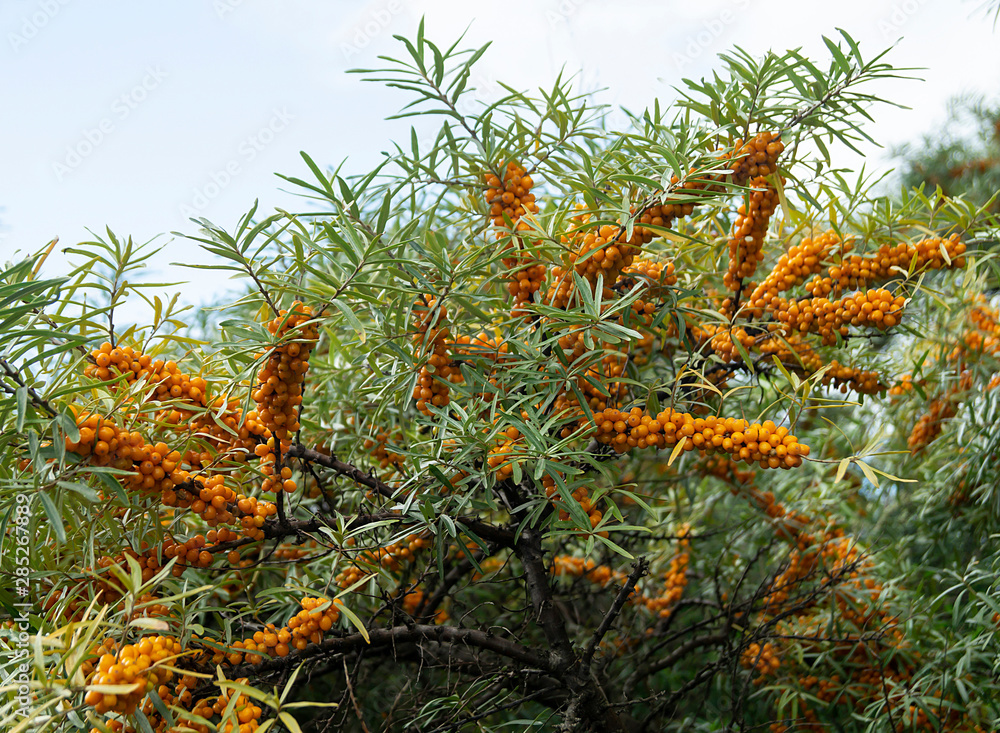 Hippophae on branch with green sheet in garden Hippophae on branch with green sheet in garden