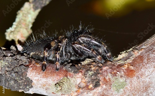 Bold Jumping Spider  side view on a tree  branch in Houston  TX. Phidippus audax is its scientific name and it is one of the larger Jumping Spider species.