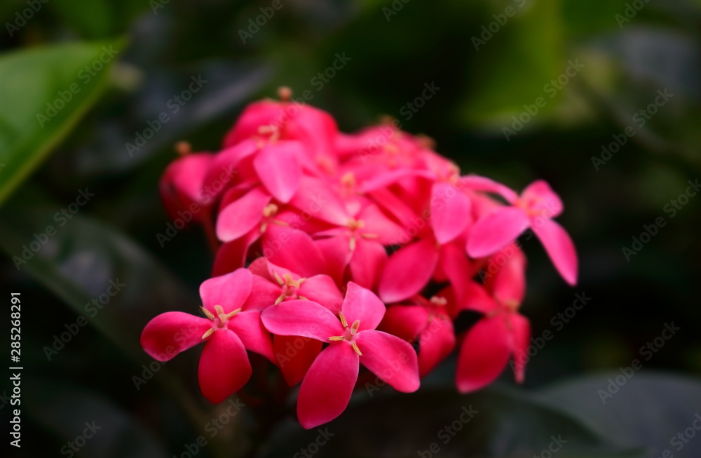 Fototapeta premium Closeup pollen of pink ixora blooming in garden, selective focus