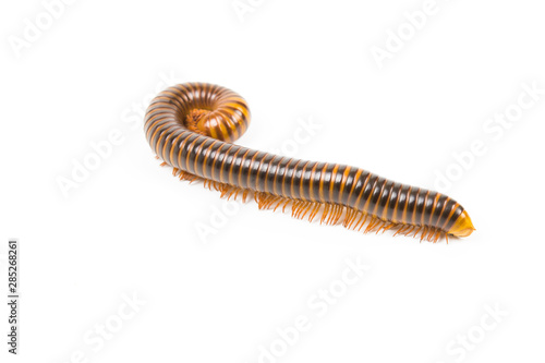 Close up millipede on white background.
