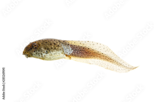 Bullfrog tadpoles with small leg on white background  photo