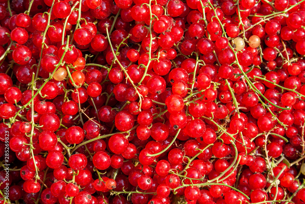 Harvest of ripe red currant berries close-up Harvest of ripe red currant berries close-up