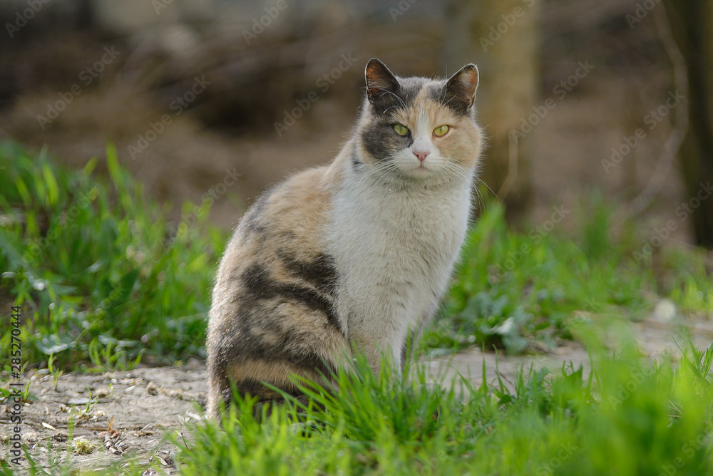 Beautiful tricolor cat walks on the grass