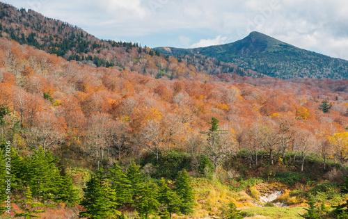 Aerial View of Colorful Autumn Leaves or Autumn Forest on top of hakkoda mountain in nature concept.