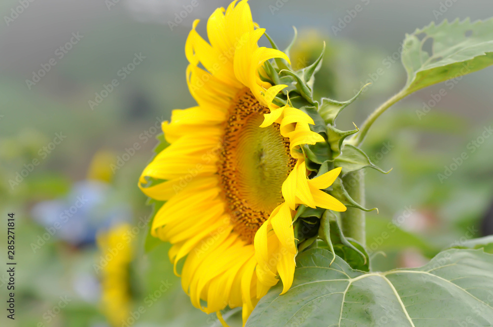Naklejka premium sunflower flower or sunflower