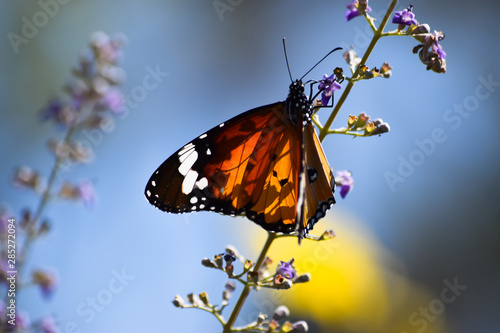 Butterfly on flower blossom in garden, nature flora close up plant leaf. wildlife insect animal monarch © shakeelbaloch