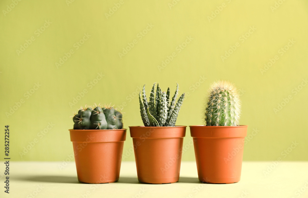 Beautiful succulent plants in pots on table against yellow background, space for text. Home decor Beautiful succulent plants in pots on table against yellow background, space for text. Home decor