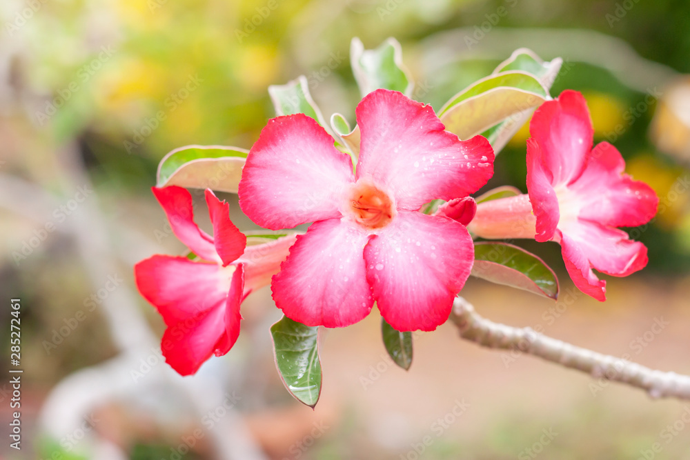 Fresh pink desert rose, mock azalea, pinkbignonia or impala lily flowers bloom with rain drops on blur nature background. Fresh pink desert rose, mock azalea, pinkbignonia or impala lily flowers bloom with rain drops on blur nature background.
