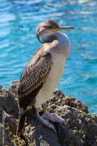 The young cormorant poses as a real mannequin. And he nibbles at the hand that bothers him. Close up. - image