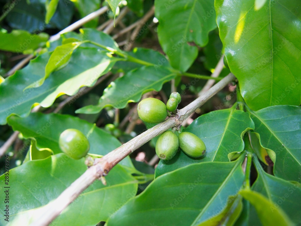 Natural green coffee beans plant in farm. Coffee beans plant. Natural green coffee beans plant in farm. Coffee beans plant.