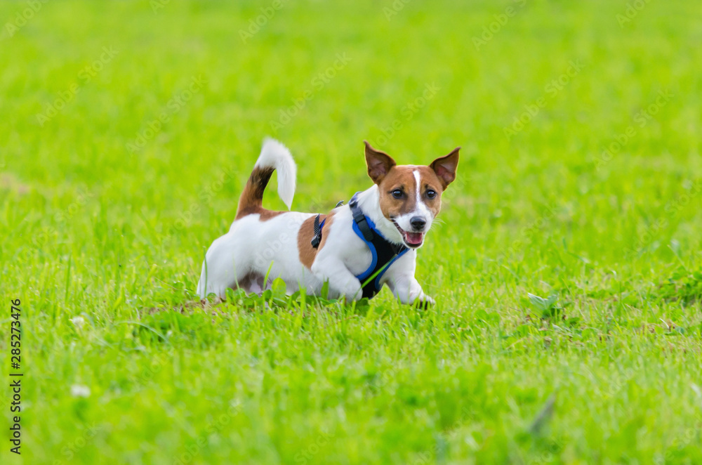 Jack Russell Terrier. Young energetic dog is walking and playing with its owner. How to protect your dog from overheating. Dog training. 