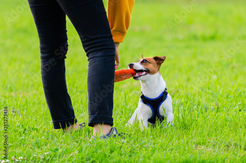 Jack Russell Terrier. Young energetic dog is walking and playing with its owner. How to protect your dog from overheating. Dog training. 
