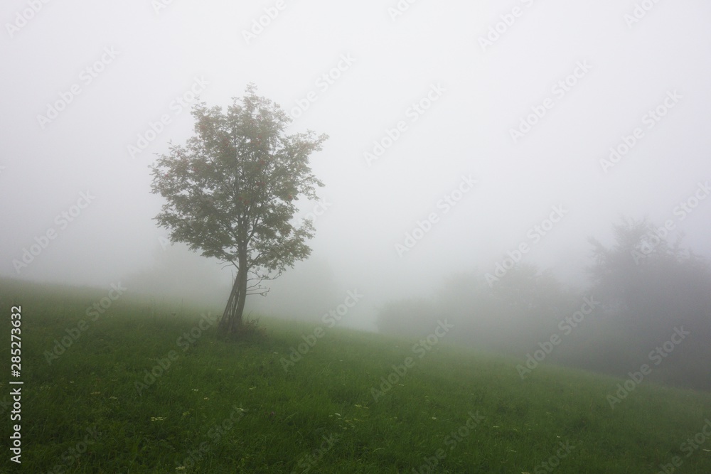 Tree in dense morning fog. Late summer landscape photo. Tree in dense morning fog. Late summer landscape photo.