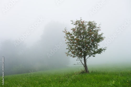 Tree in dense morning fog. Late summer landscape photo.