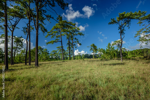Savanna landscape and meadow field   Pine forest and dry grass with blu sky