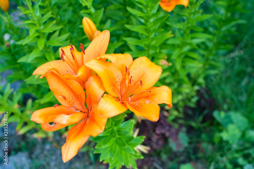 Orange lilies opened their petals
