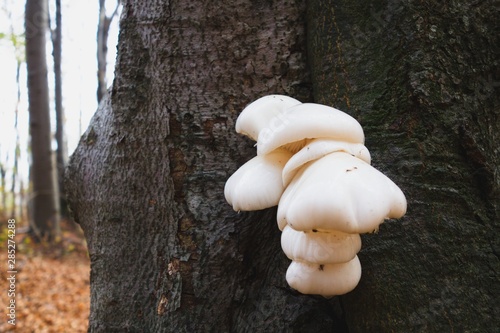 Mushrooms on a tree strain in autumn forest. Closeup photo.