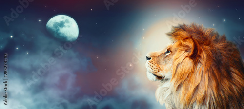 African lion and moon night in Africa. African savannah moonlight landscape  king of animals. Proud dreaming fantasy lion in savanna looking forward on stars. Majestic dramatic starry sky wide banner.