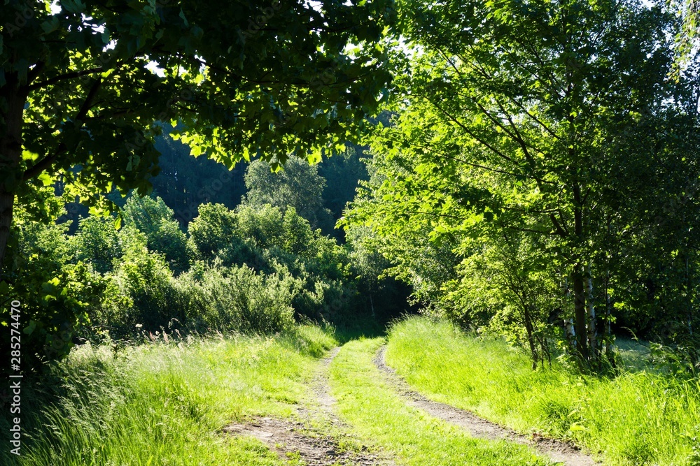 Path in forest. Beskydy mountains, Czech republic. Path in forest. Beskydy mountains, Czech republic.