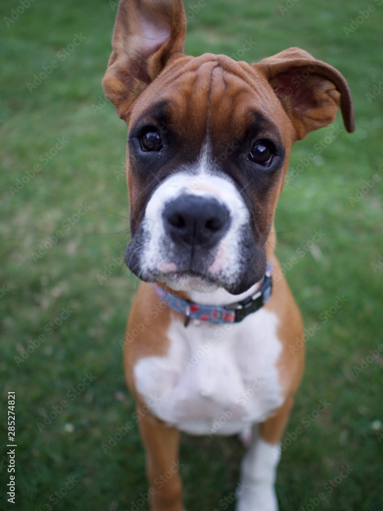 boxer puppy face
