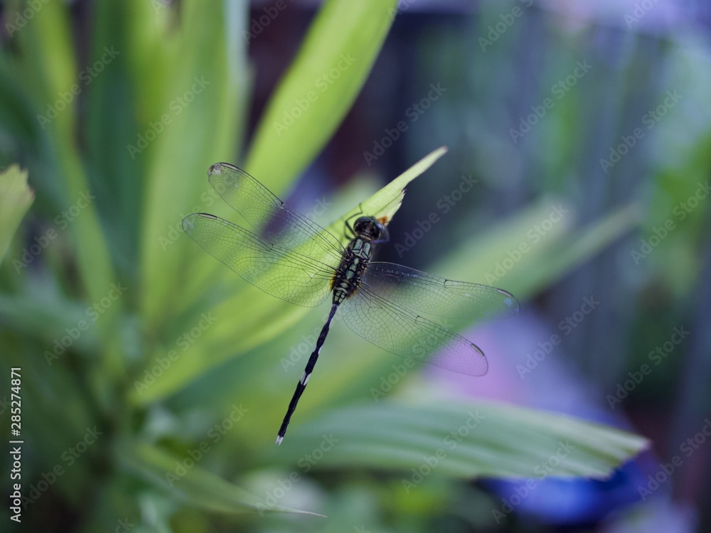 dragonfly dragonfly