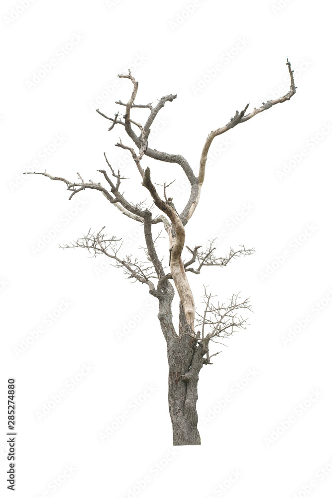 Dead tree in the white background Dead tree in the white background