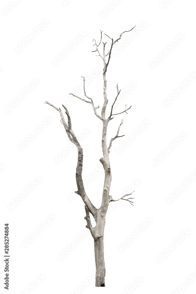 Dead tree in the white background Dead tree in the white background