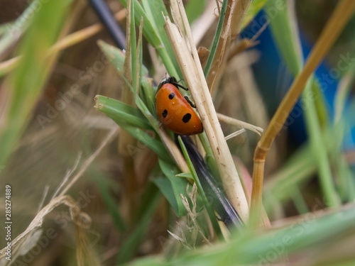 ladybird on grass