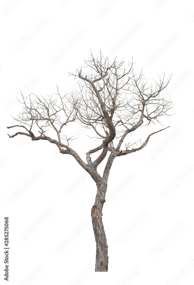 Dead tree on the white background Dead tree on the white background