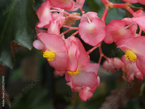 pink flower