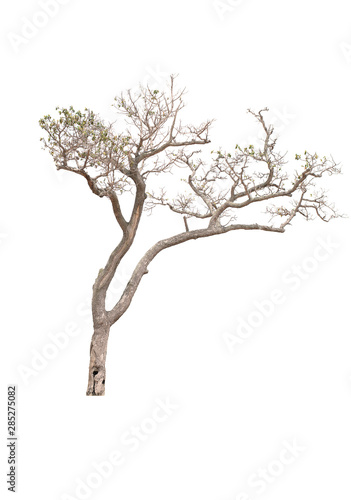 Tree with yellow leaves isolated from white background