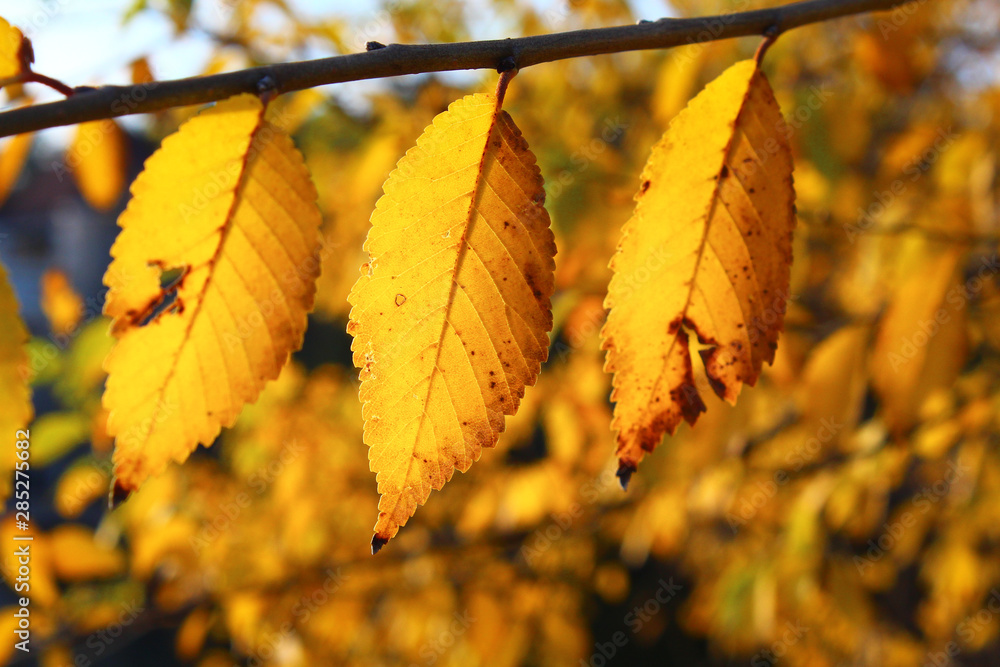 Close up of yellow orange red autumn leaves on green grass. Close up of yellow orange red autumn leaves on green grass.