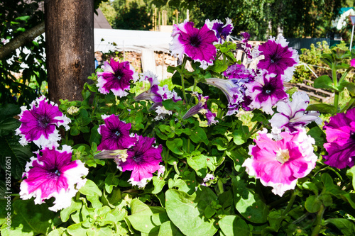 Pink petunia flowers in the garden